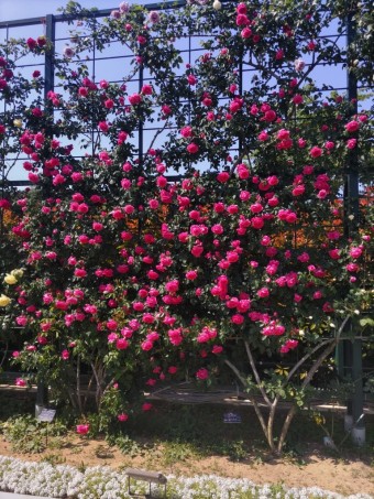 DSC_05741-e1684314659474